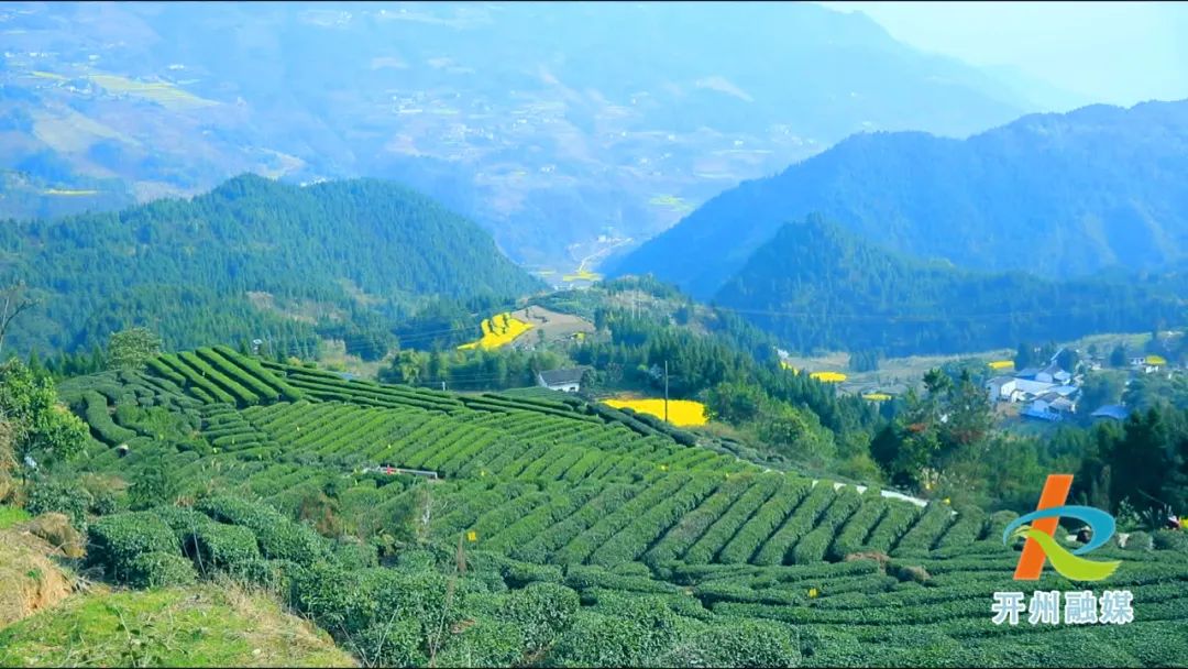 开州贡茶的原产地，历经千年，这里的茶业发展依然生生不息……‘半岛官网App下载’(图3)