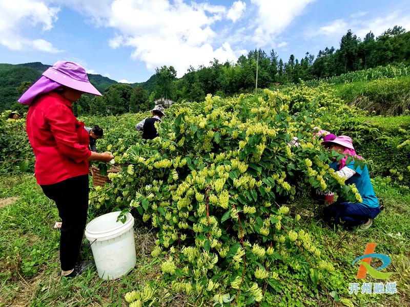 雷火电竞在线登录官网_开州这个地方不得了！种植山银花，带动整个村的人致富(图2)