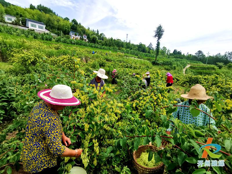 Kaiyun官方网站_开州这个地方不得了！种植山银花，带动整个村的人致富(图3)