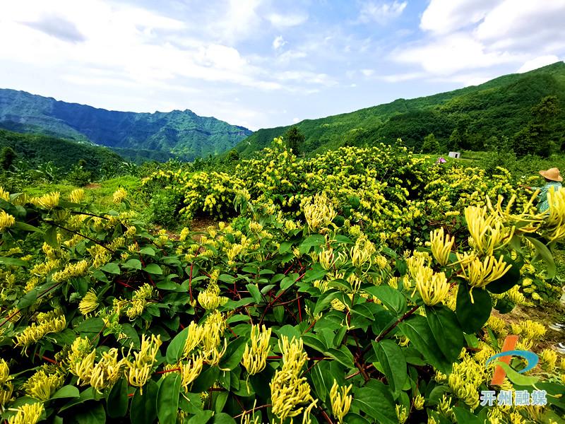 开州这个地方不得了！种植山银花，带动整个村的人致富‘ag九游会官网登录’(图6)