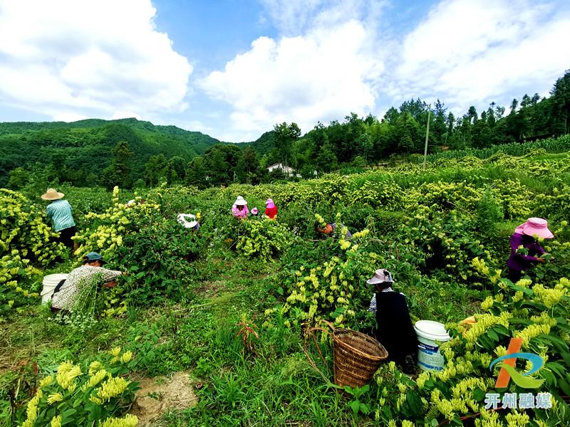 雷火电竞在线登录官网_开州这个地方不得了！种植山银花，带动整个村的人致富(图4)