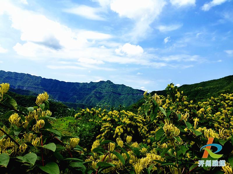 “雷火电竞在线登录官网”开州这个地方不得了！种植山银花，带动整个村的人致富