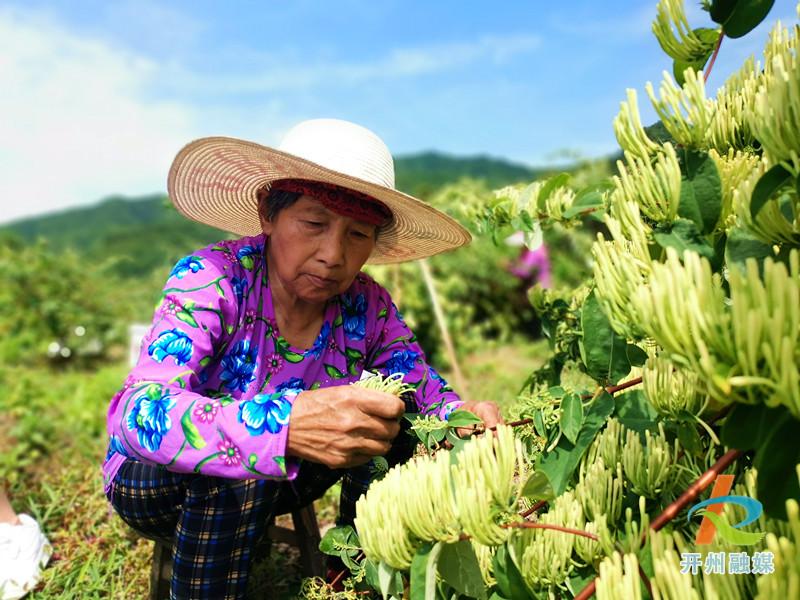 “雷火电竞官方网站”开州这个地方不得了！种植山银花，带动整个村的人致富(图5)