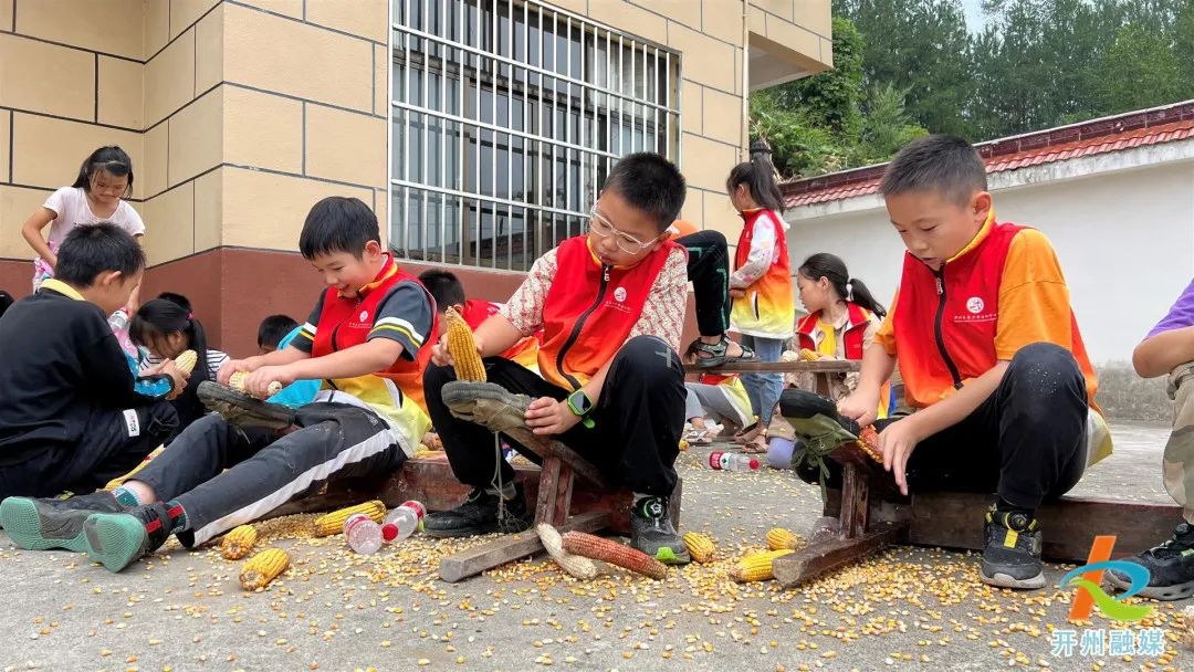 雷火电竞首页|将课堂搬进田间！开州这些青少年进村割水稻、打谷子、剥玉米……(图2)