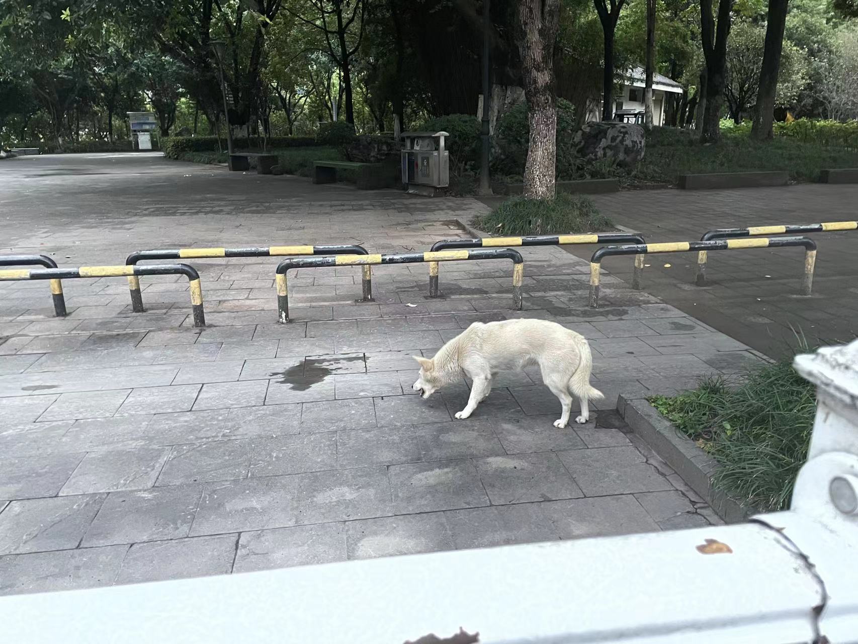 Kaiyun官方网|军神广场那里，疑似走丢了一条狗子，请认识失主的朋友