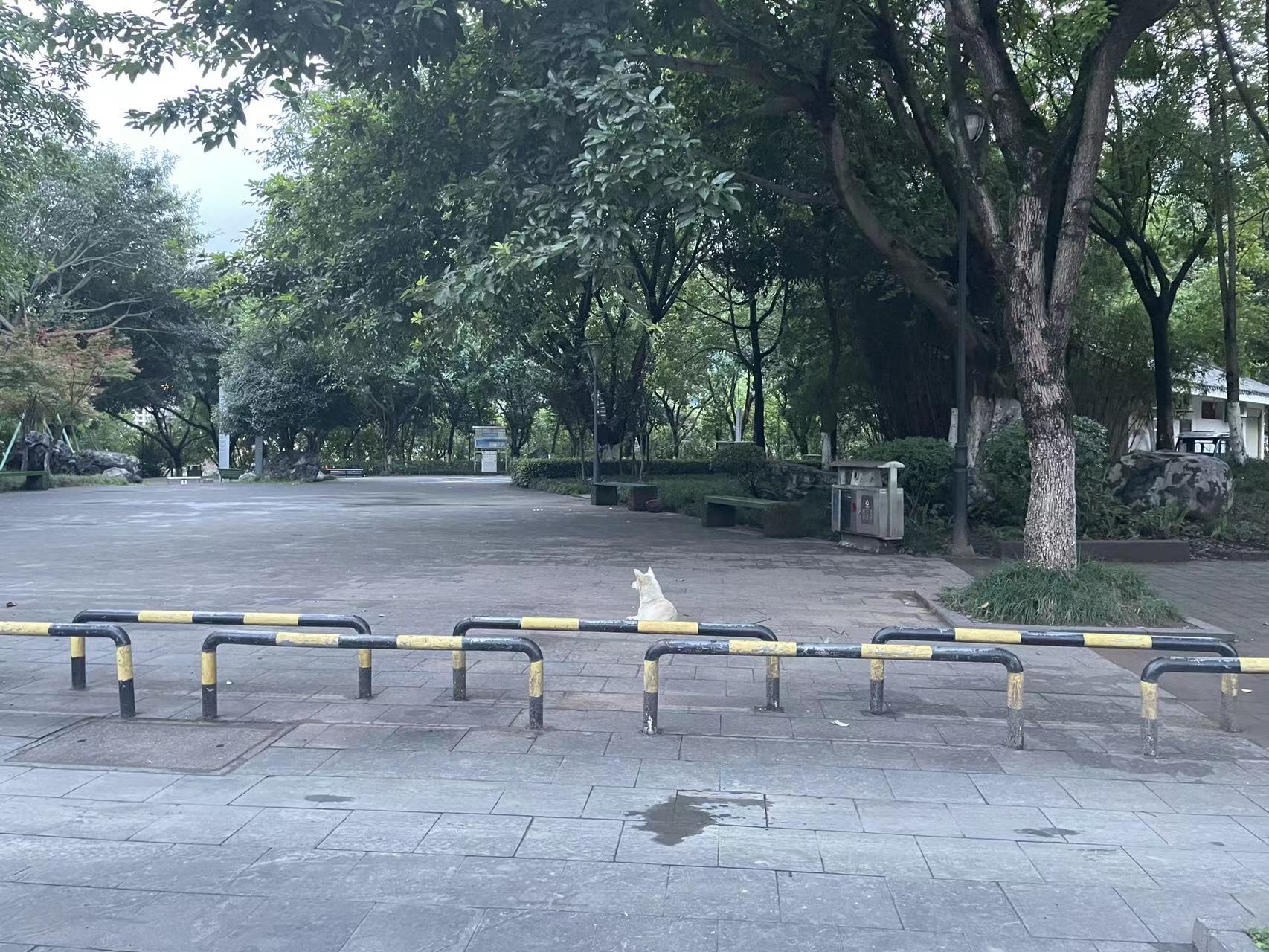 泛亚电竞官网-军神广场那里，疑似走丢了一条狗子，请认识失主的朋友相互转告！(图4)