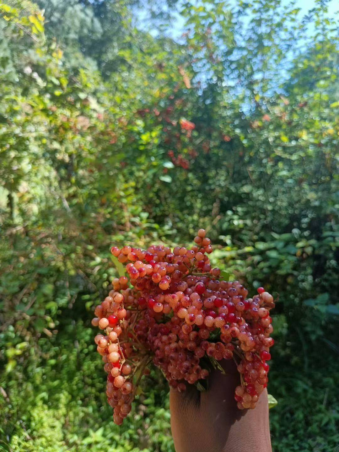 090730rldhoypdlzlpvqd4.jpg