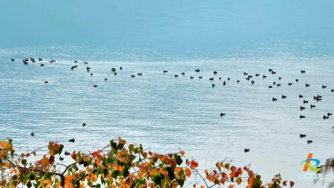 央视都在关注开州！大批候鸟来开州汉丰湖湿地越冬...|Kaiyun官方网(图5)