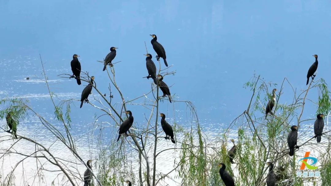 央视都在关注开州！大批候鸟来开州汉丰湖湿地越冬...|Kaiyun官方网(图3)