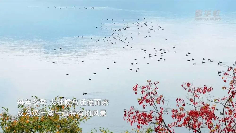 大批候鸟迁徙而来！成为开州汉丰湖一道靓丽风景“ng28官网登录入口”