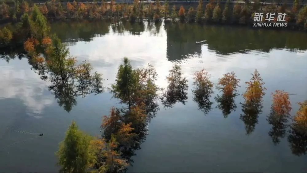 大批候鸟迁徙而来！成为开州汉丰湖一道靓丽风景【半岛官网App下载】(图2)