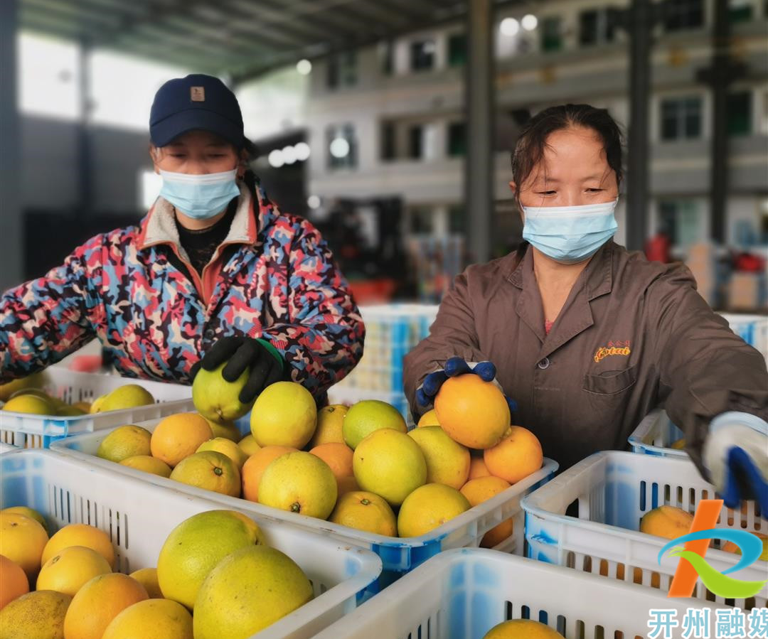 31.5万亩柑橘进入采收期！开州这个地方的柑橘迎来大丰收：泛亚电竞官方入口(图3)