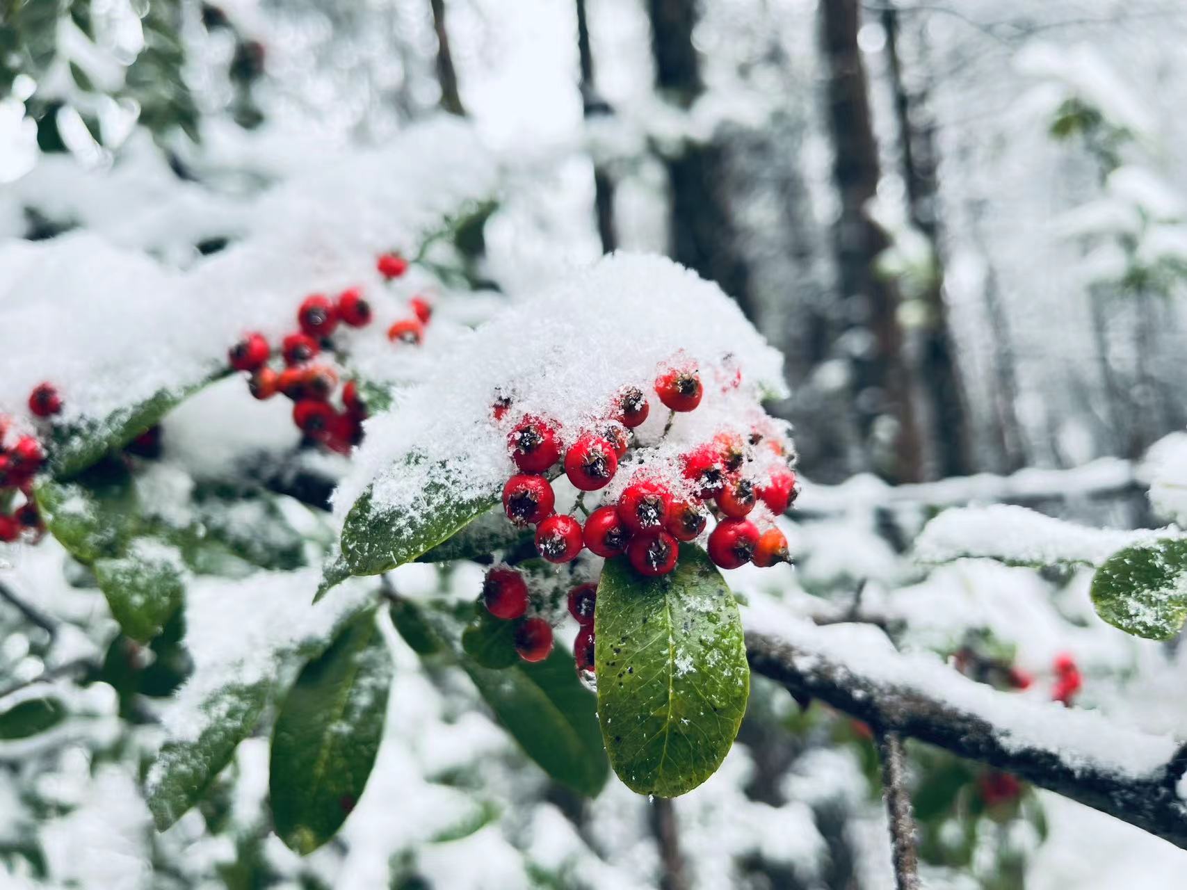 泛亚电竞-朋友圈刷屏了！快看，2023年开州的第一场雪来啦！(图9)