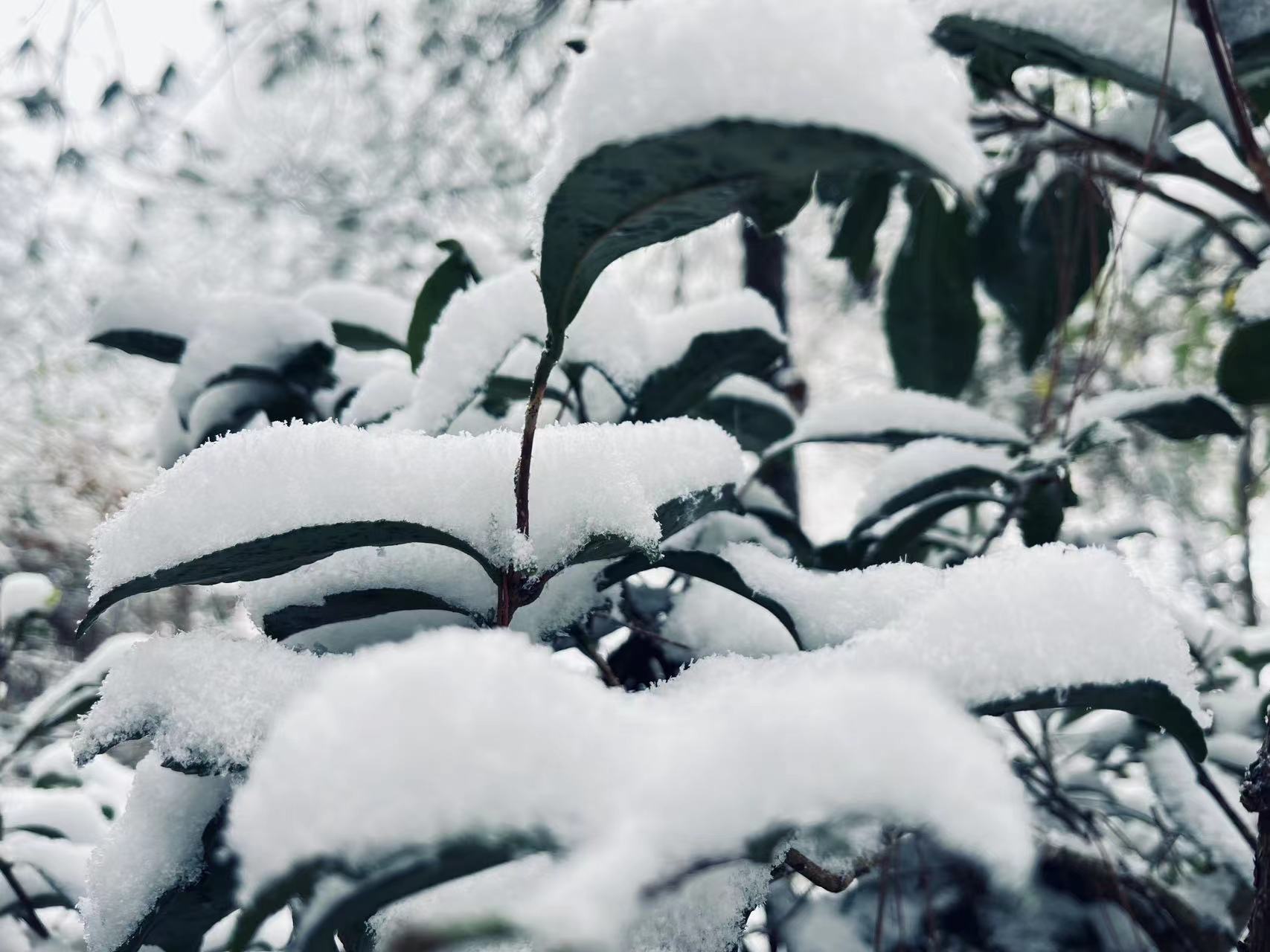 泛亚电竞-朋友圈刷屏了！快看，2023年开州的第一场雪来啦！(图3)