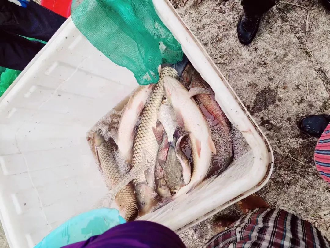 6小时破案！大年初三一村民家鱼塘的鱼被盗..._江南JN体育