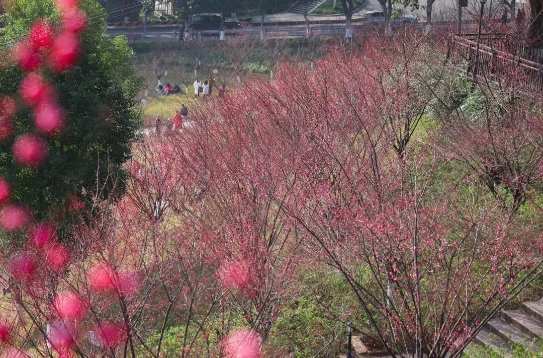 泛亚电竞官网_2023年春季赏花点位发布，开州有这些观赏花卉的好去处！(图4)