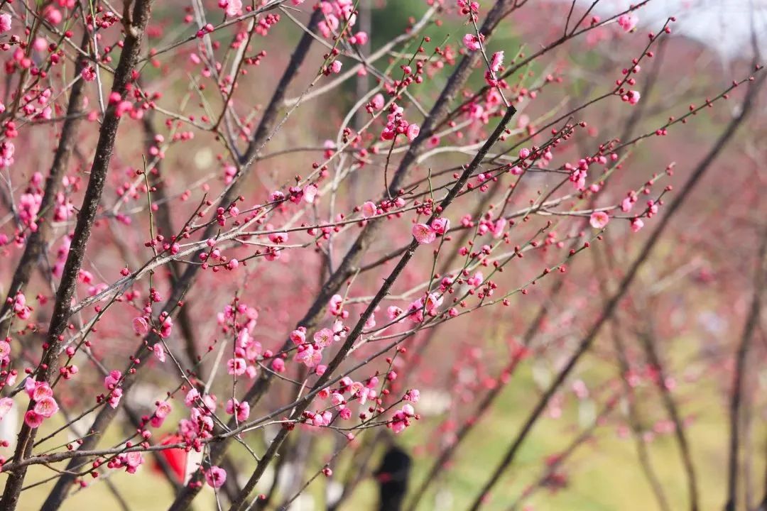 泛亚电竞官网_2023年春季赏花点位发布，开州有这些观赏花卉的好去处！(图6)