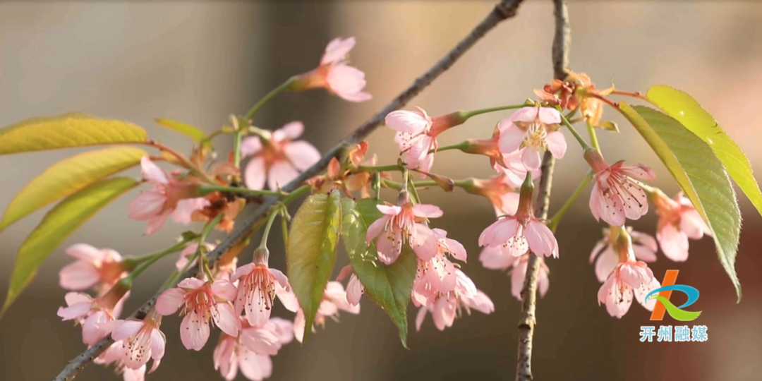 im电竞：开州居然也有粉色的樱花！大家快点来打卡哟~(图9)