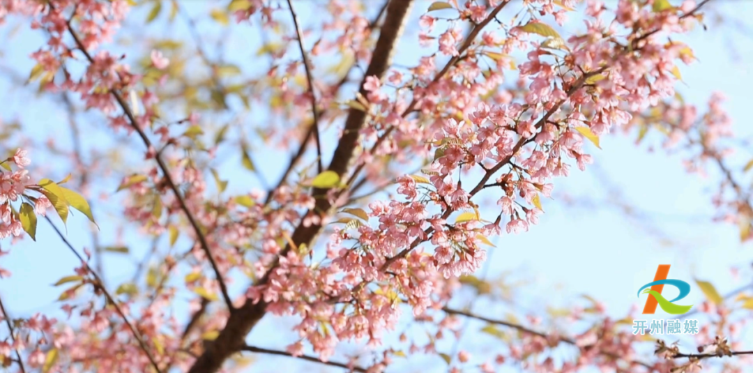 im电竞：开州居然也有粉色的樱花！大家快点来打卡哟~(图11)