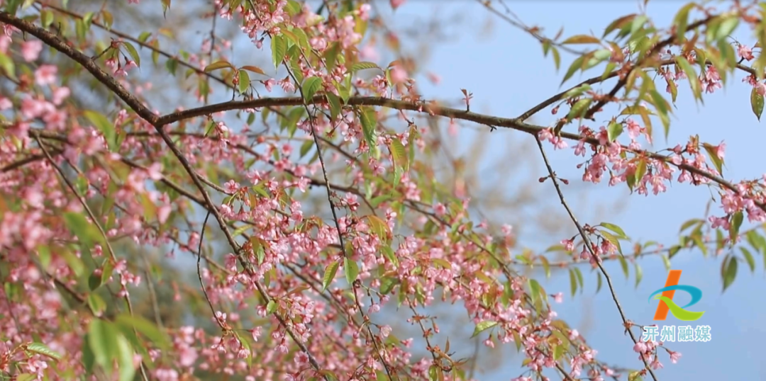 im电竞：开州居然也有粉色的樱花！大家快点来打卡哟~(图12)