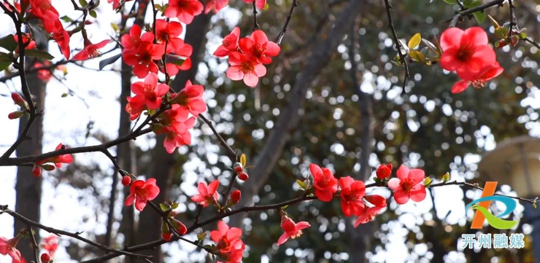 mile米乐m6-滨湖公园浪漫的海棠花开啦，周末一起去打卡吧！(图1)