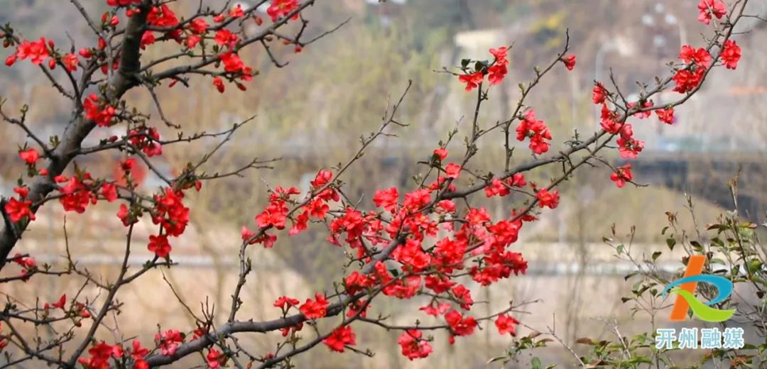 mile米乐m6-滨湖公园浪漫的海棠花开啦，周末一起去打卡吧！(图2)