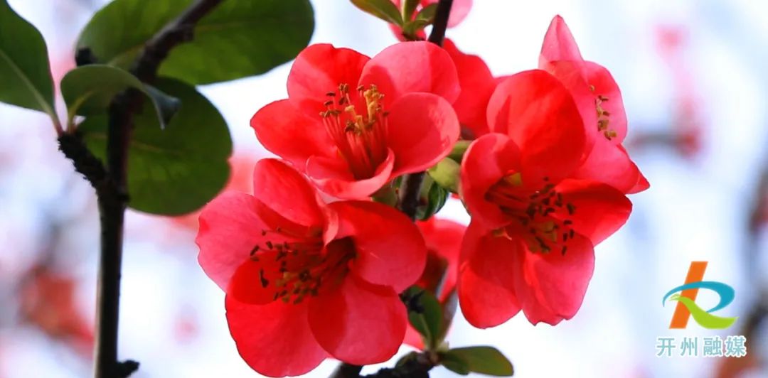 mile米乐m6-滨湖公园浪漫的海棠花开啦，周末一起去打卡吧！(图8)