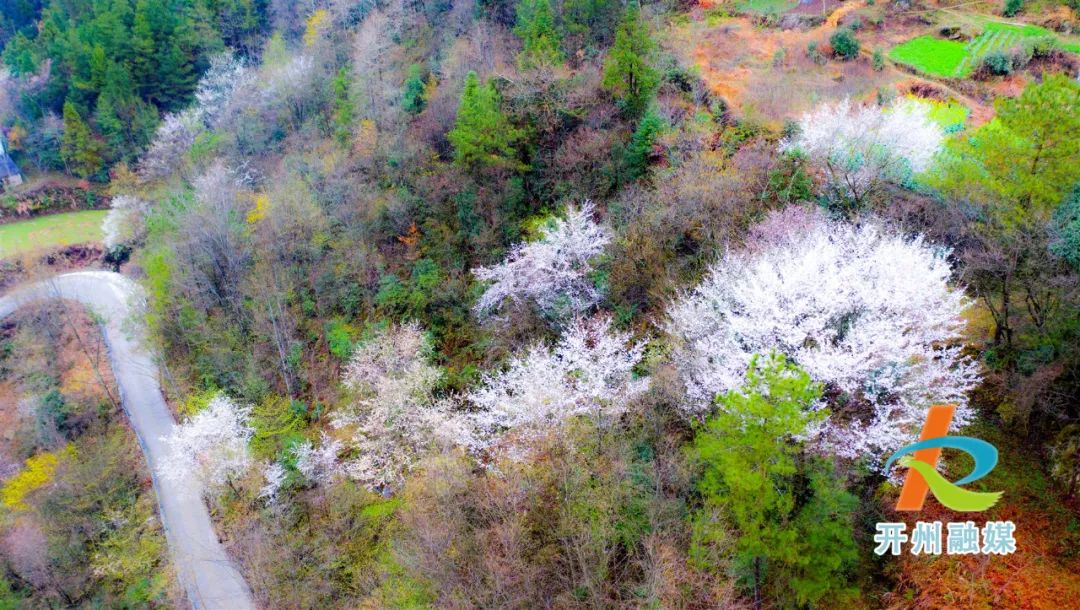 开州雪宝山镇野樱桃花开了！风景如画【AG体育官方下载】(图13)