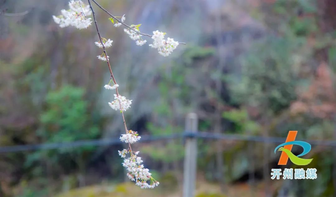 开州雪宝山镇野樱桃花开了！风景如画_j9九游会官方登录(图10)