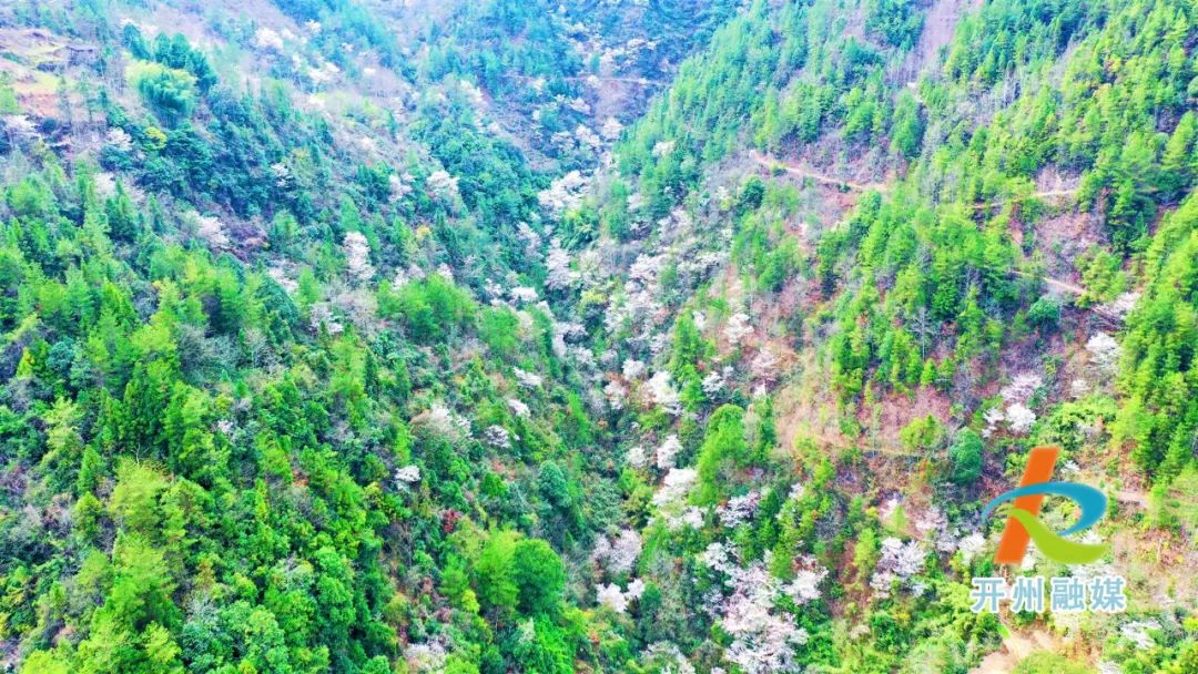 开州雪宝山镇野樱桃花开了！风景如画_雷火电竞首页(图14)