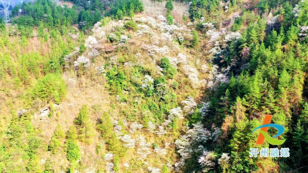 开州雪宝山镇野樱桃花开了！风景如画|泛亚电竞(图6)