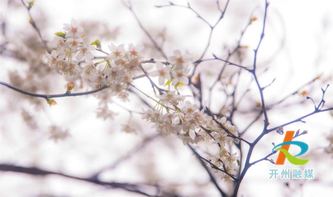 开州雪宝山镇野樱桃花开了！风景如画|泛亚电竞(图9)