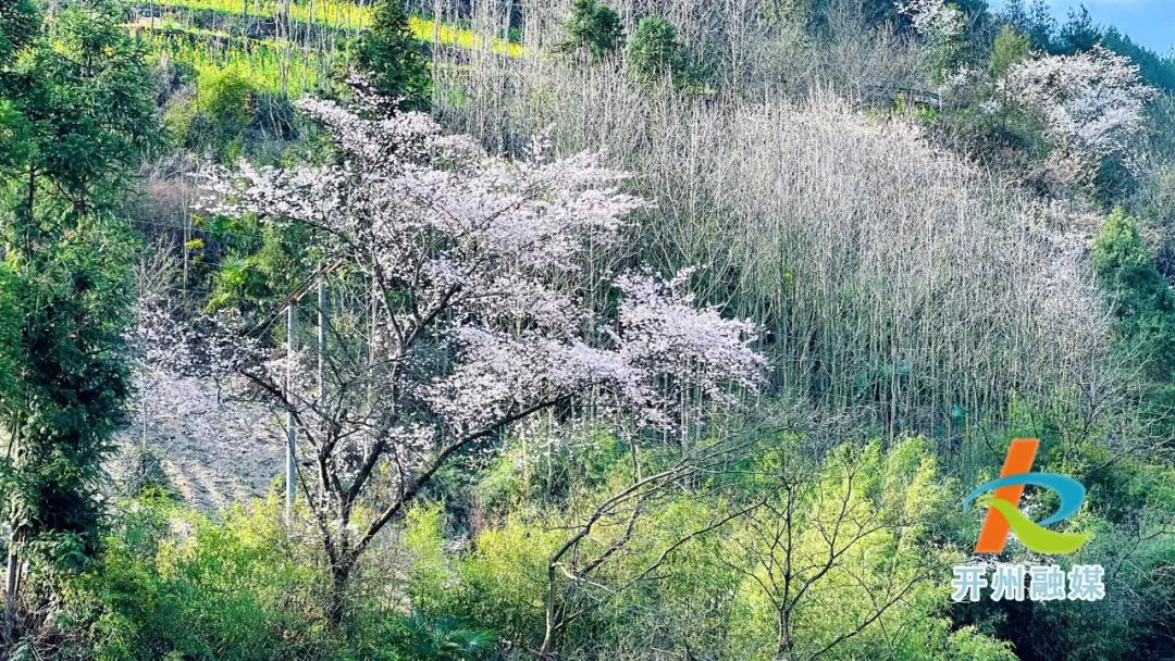 开州雪宝山镇野樱桃花开了！风景如画_雷火电竞首页(图2)