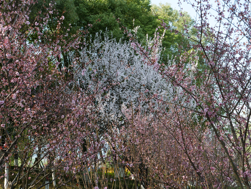 ‘半岛官方下载地址’绝美！雨后的开州鲜花盛开！小编带你来看看(图9)