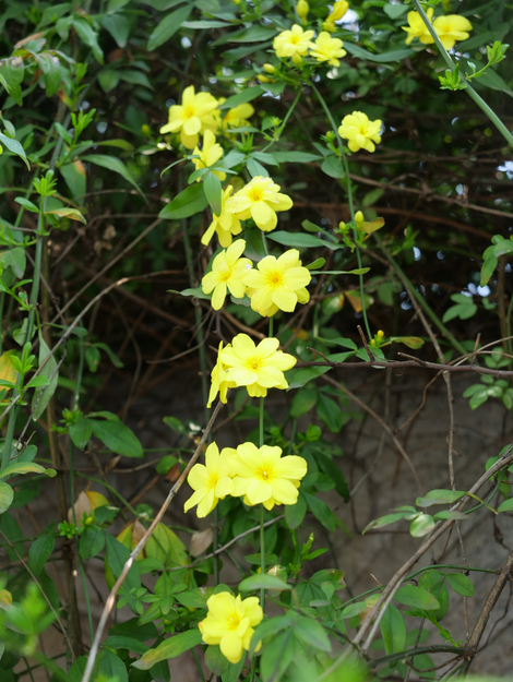 绝美！雨后的开州鲜花盛开！小编带你来看看【雷火电竞官方网站】(图2)