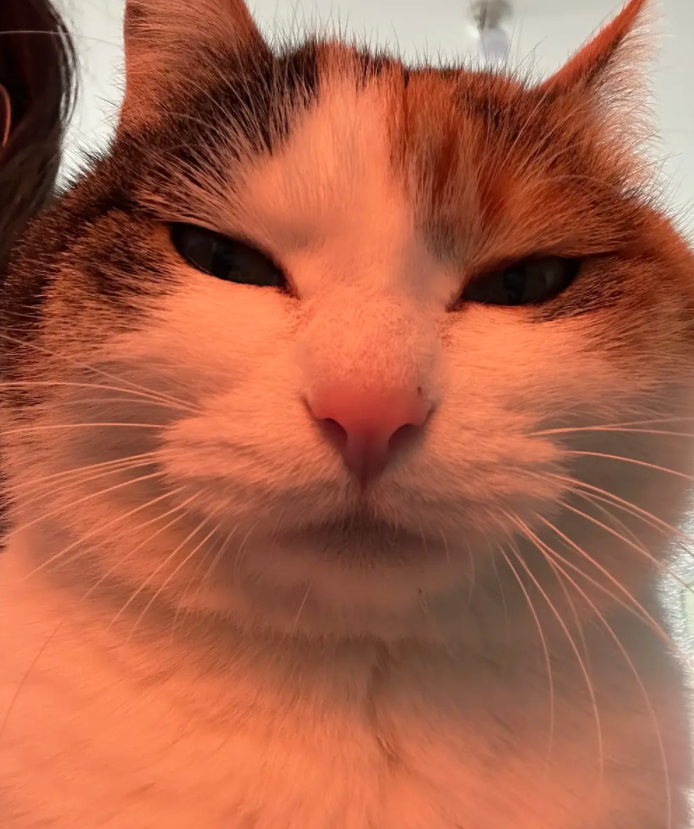 720fdfd338f9ce6170b6de13a4736ab.png