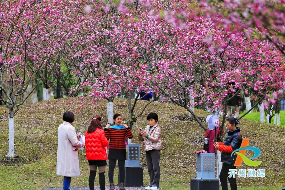 滨湖公园海棠花开！趁着周末大家快去打卡吧“ag九游会”(图6)