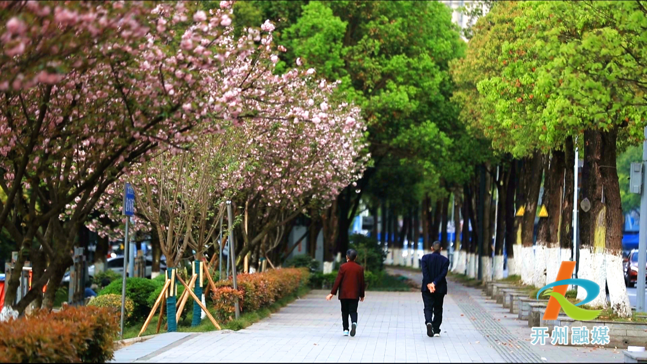 【米乐M6在线登录官网】恰是人间四月天，滨湖公园晚樱盛开快来打卡！