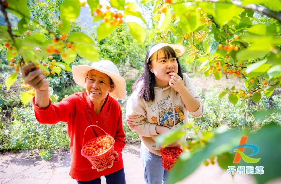 开州的樱桃熟了！快点去摘哦！-泛亚电竞官网(图4)