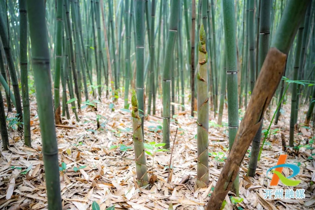 “雷火电竞官方网站”好安逸！开州竹海竹笋琳琅满目，快叫上你的小伙伴一起掰笋子吧！(图4)