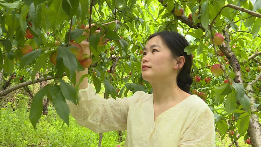 又到了吃油桃的时候啦！赶紧去郭家的千亩油桃采摘吧！：pg电子官方首页(图5)