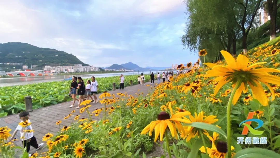 滨湖公园的花海好美，趁着好天气快去拍照吧！|开元棋盘官方网站(图1)