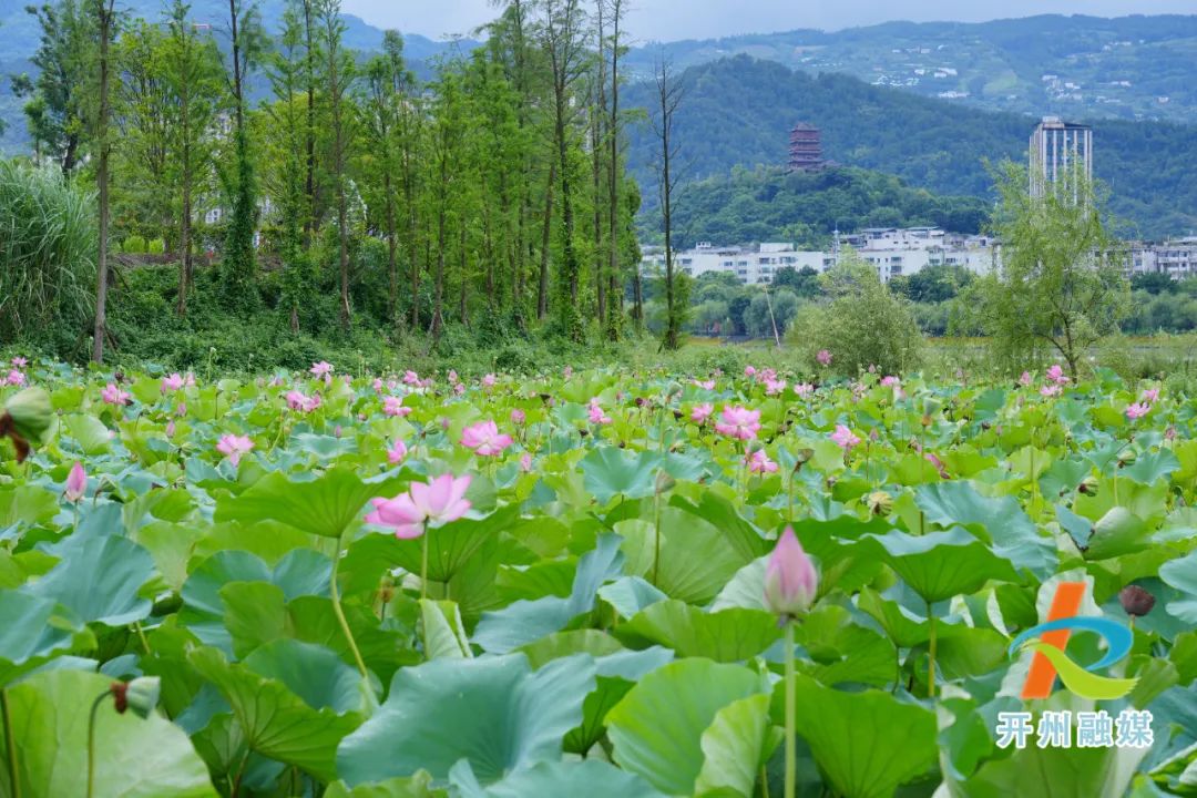 夏日的汉丰湖国家湿地公园，风景如画！-泛亚电竞官网(图7)