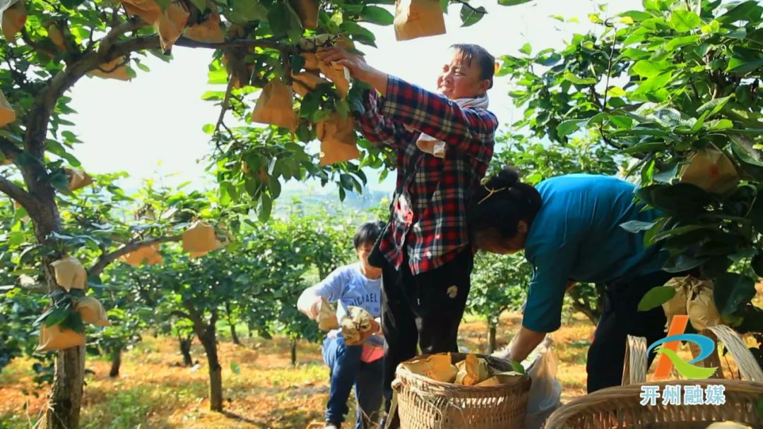 香甜可口的翠冠梨成熟啦！就在开州这个镇···‘泛亚电竞官方入口’(图4)