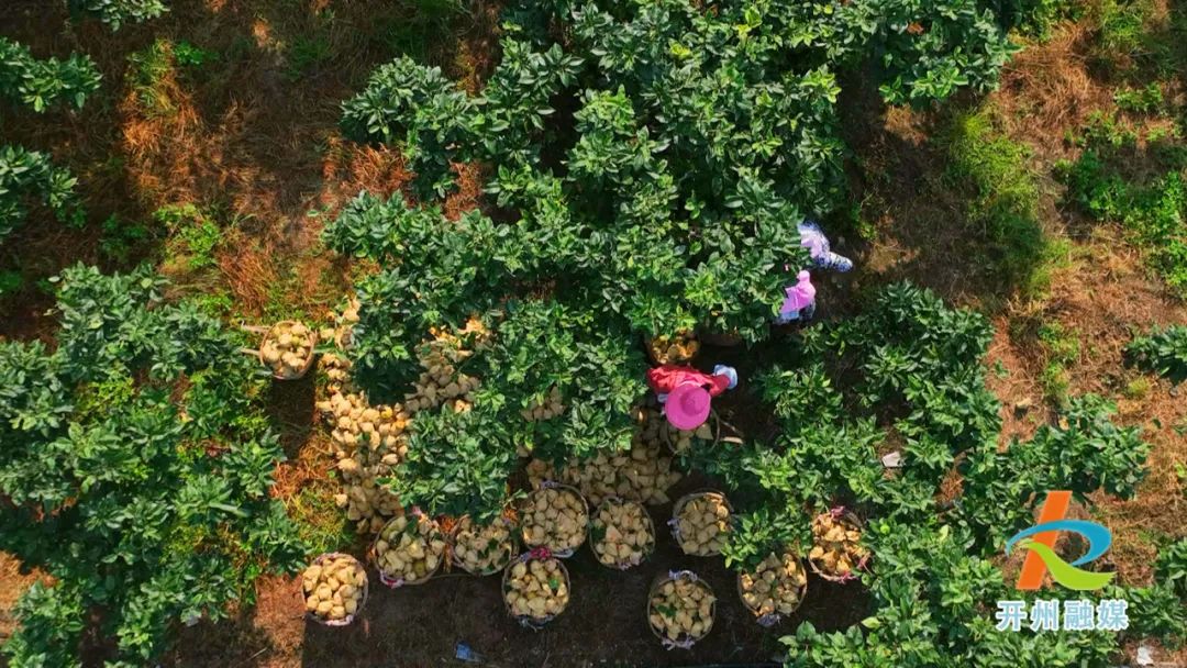 香甜可口的翠冠梨成熟啦！就在开州这个镇···‘泛亚电竞官方入口’(图3)