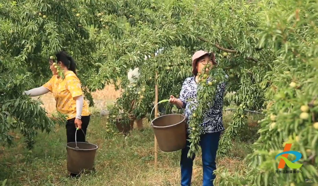 没吃上李子的有口福了！开州晚熟青脆李迎来大丰收！：雷火电竞首页(图5)