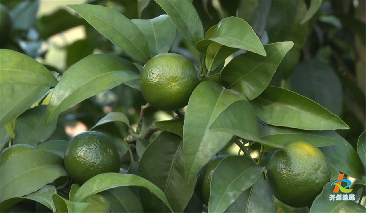 开州区32万亩柑橘,将迎来盛大丰收！_九游会j9网站首页(图1)