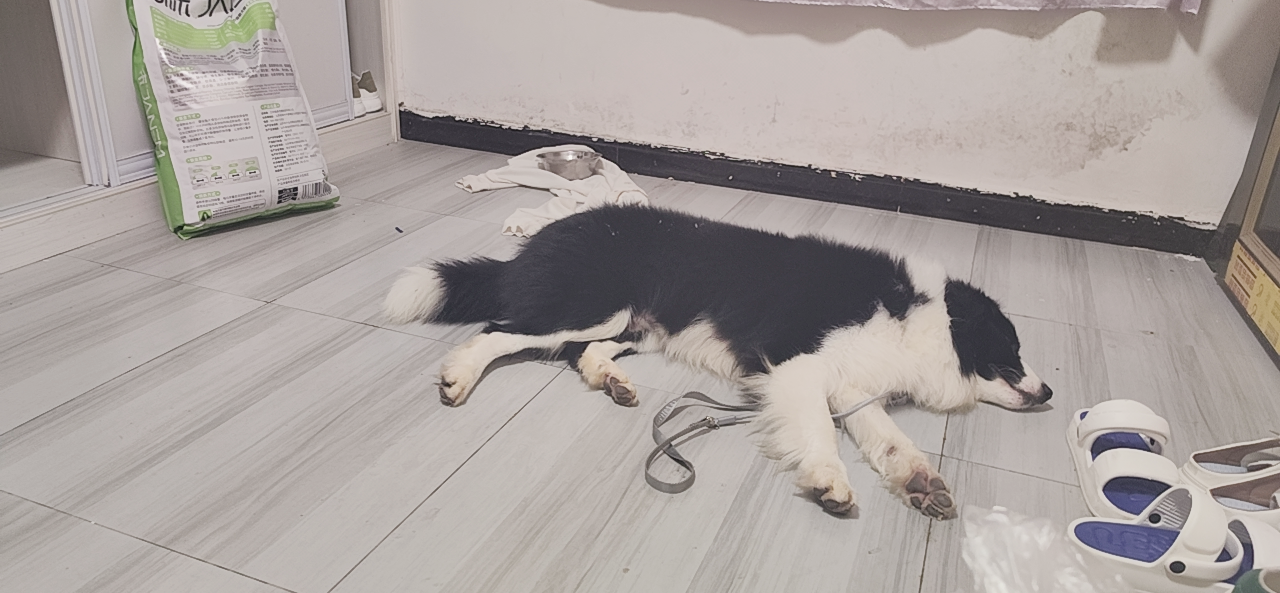 边牧，不想喂了