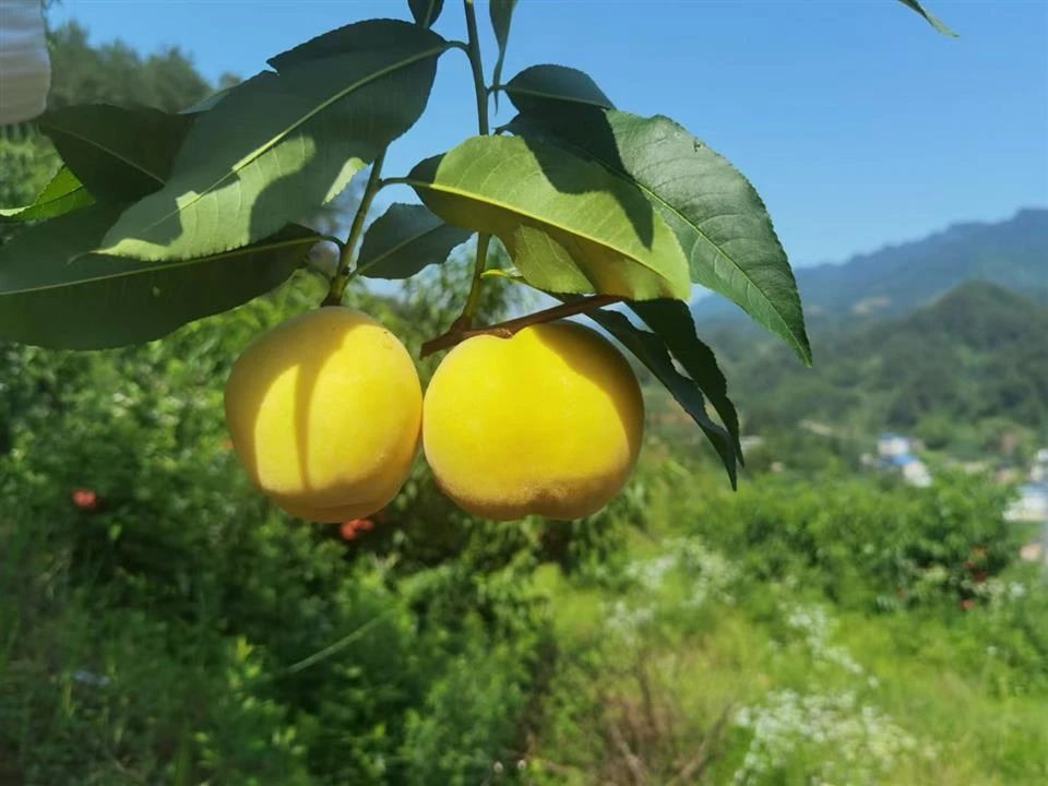 微信图片_20250616082310.jpg