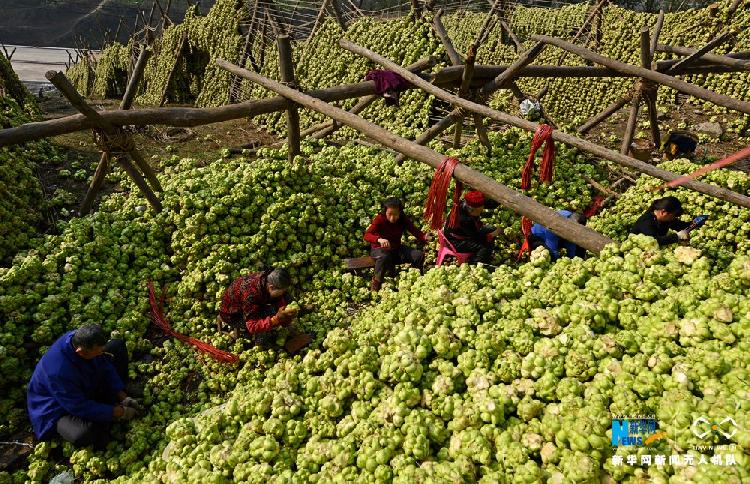 涪陵榨菜制作过程场景震撼